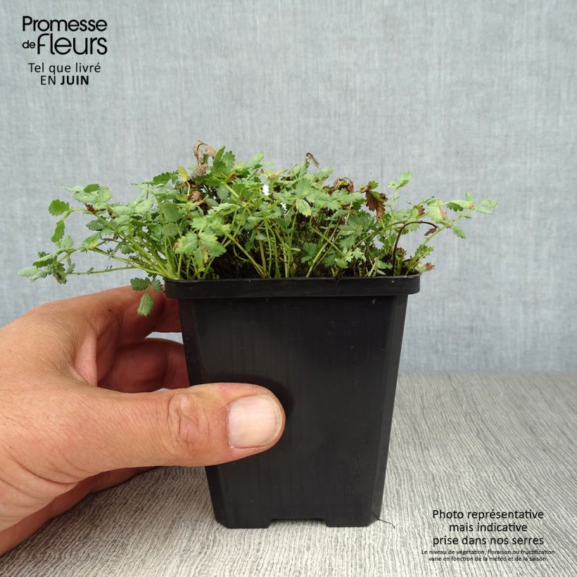 Acaena buchananii 8/9 cm pot sample as delivered in summer