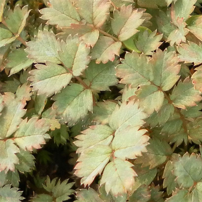 Acaena saccaticupula Blue Haze (Foliage)