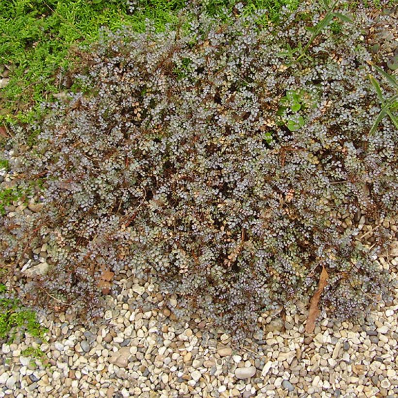 Acaena saccaticupula Blue Haze (Plant habit)