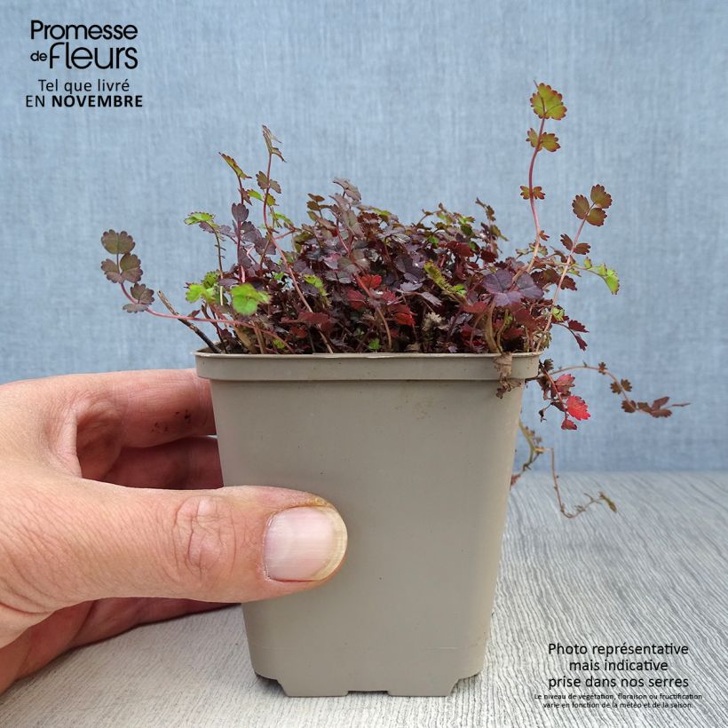 Acaena inermis Purpurea 8/9 cm pot sample as delivered in autumn