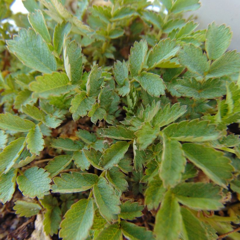 Acaena magellanica (Foliage)