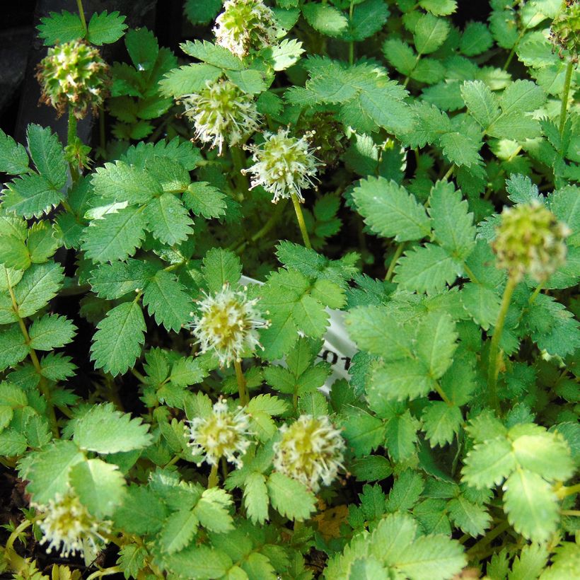 Acaena magellanica (Flowering)