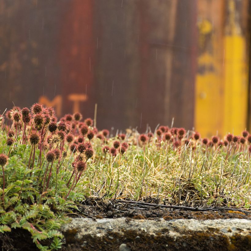 Acaena magellanica (Plant habit)