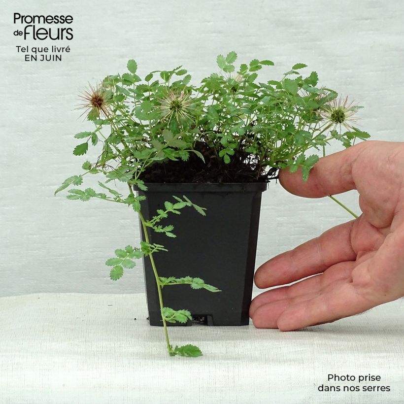 Acaena magellanica 8/9 cm pot sample as delivered in summer