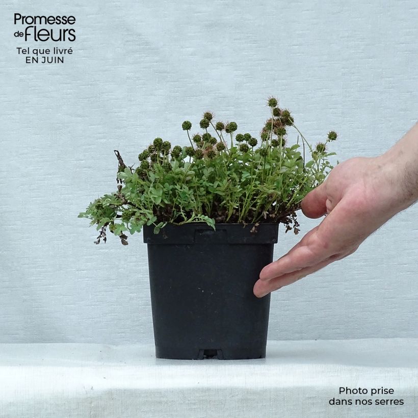 Acaena magellanica 2L/3L pot sample as delivered in summer