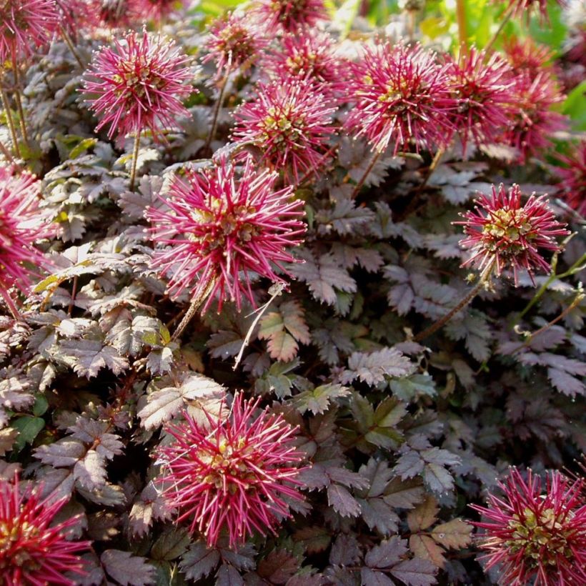 Acaena microphylla Kupferteppich (Flowering)