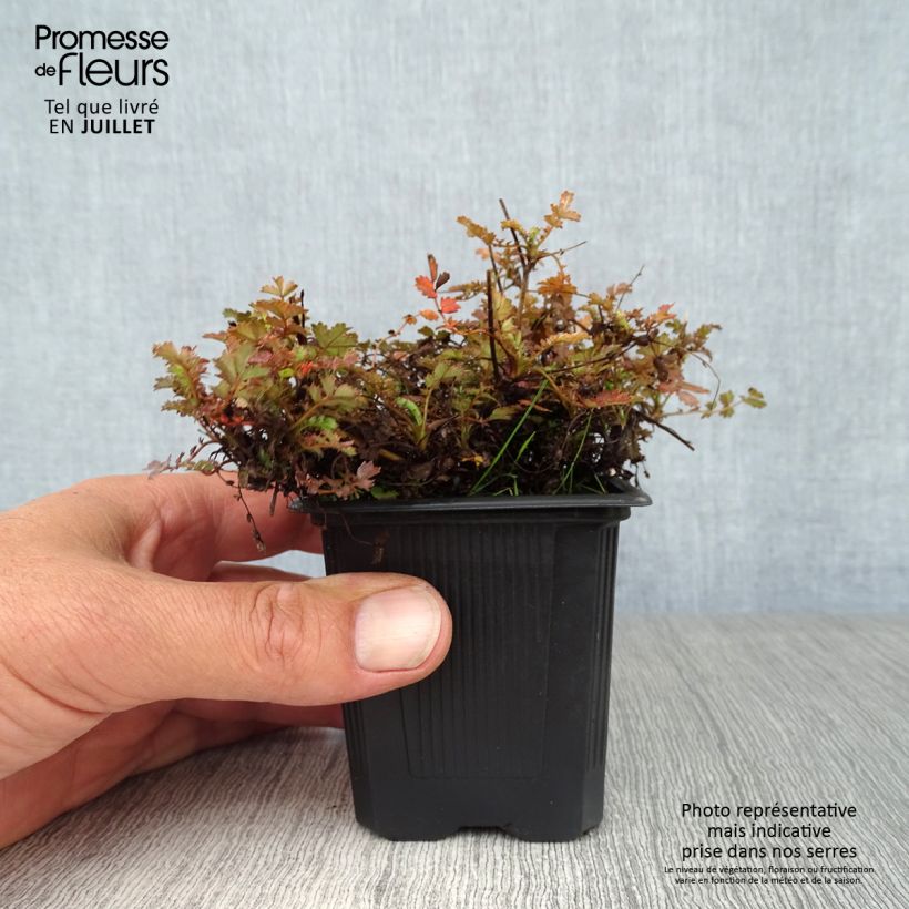 Acaena microphylla Kupferteppich 8/9 cm pot sample as delivered in summer