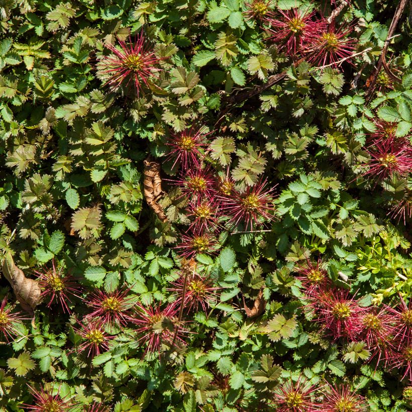 Acaena microphylla Kupferteppich (Foliage)