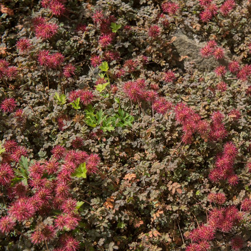 Acaena microphylla Kupferteppich (Plant habit)