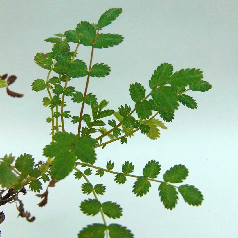 Acaena microphylla (Foliage)