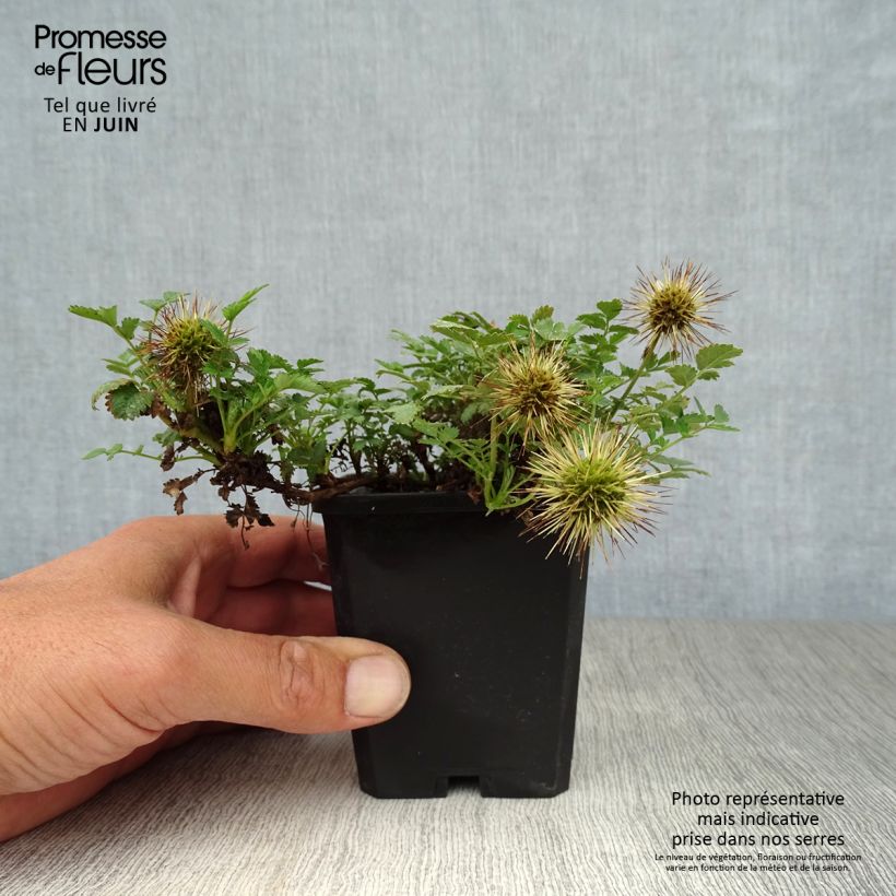 Acaena microphylla 8/9 cm pot sample as delivered in summer