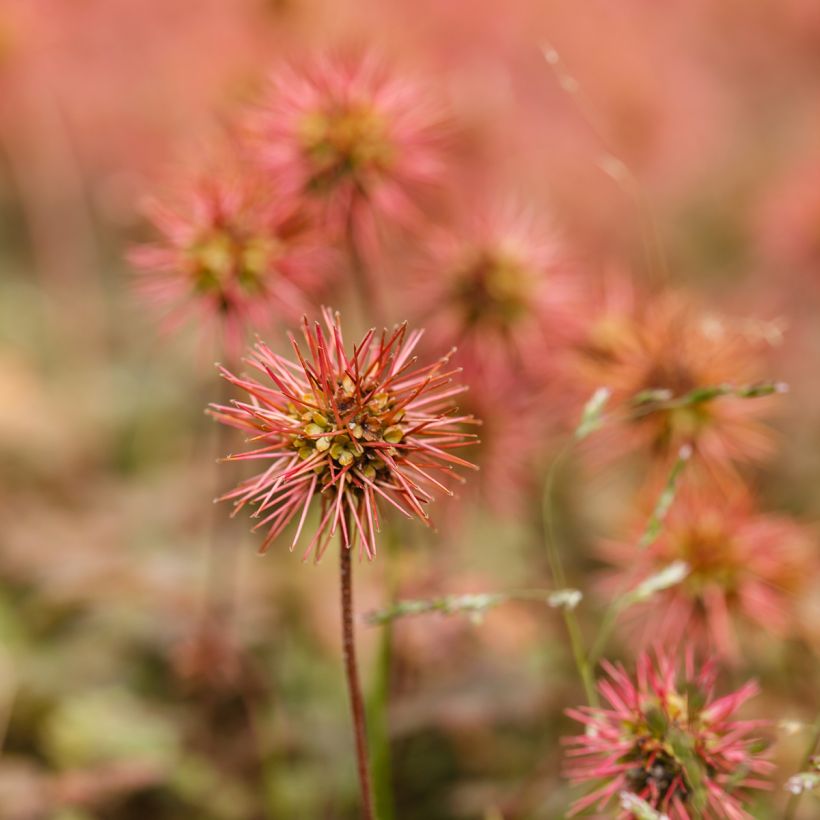 Acaena microphylla (Flowering)