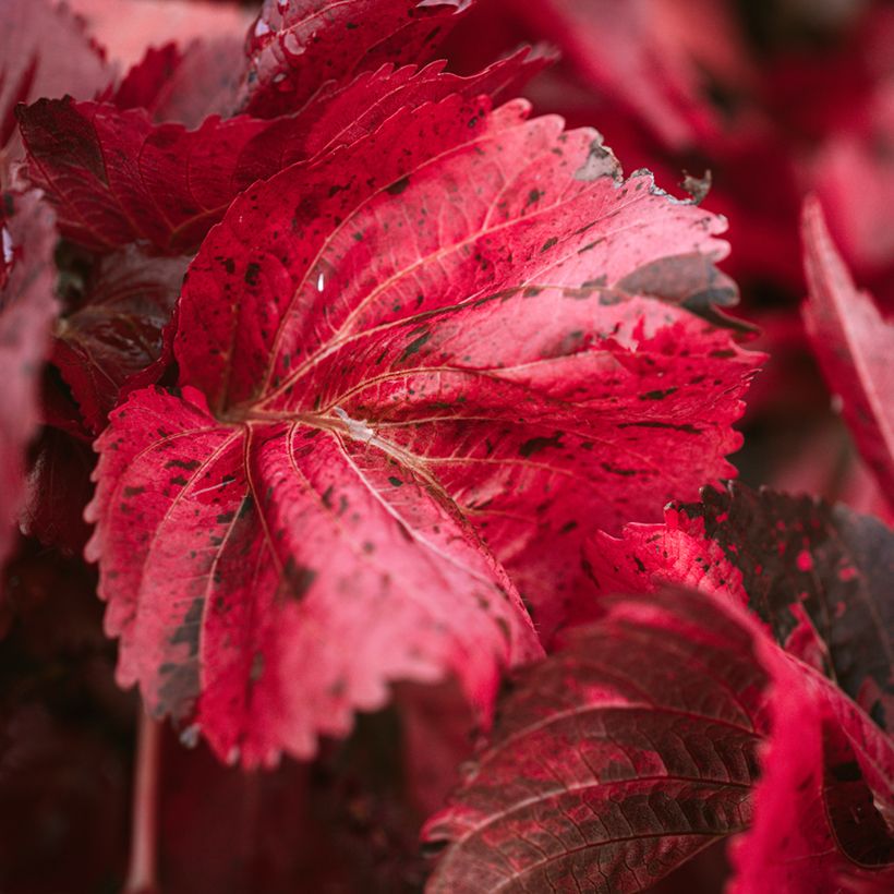 Acalypha godseffiana (Foliage)