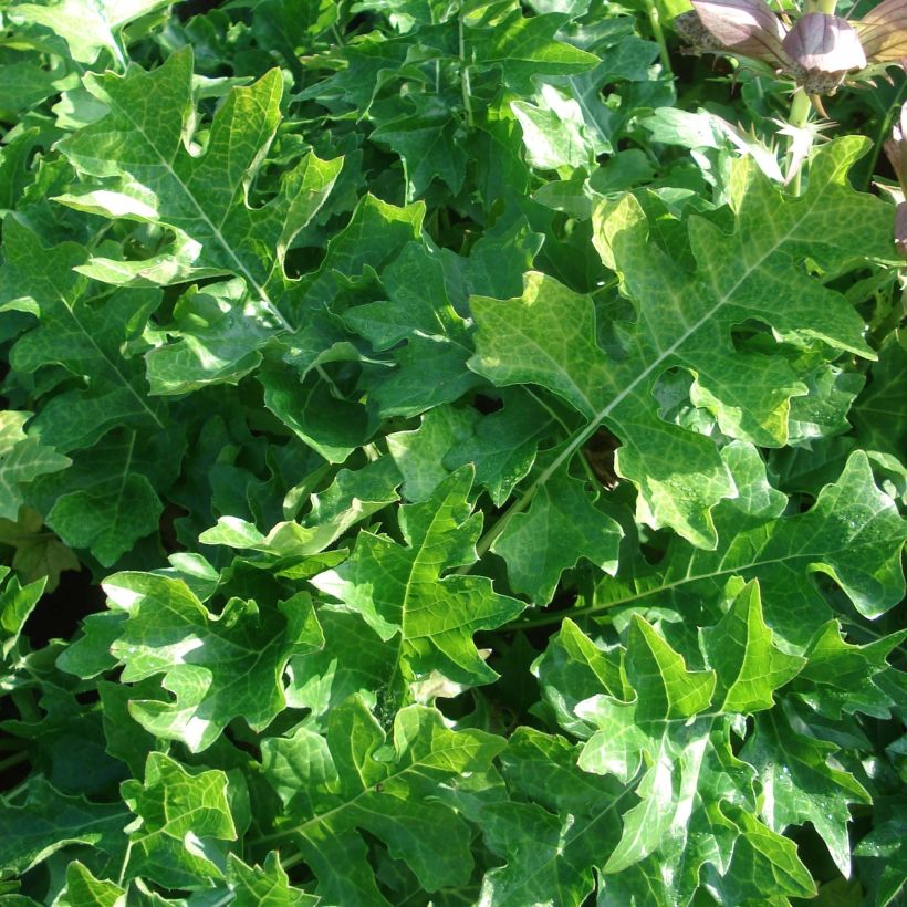 Acanthus hungaricus White Lips - Bear's Breech (Foliage)