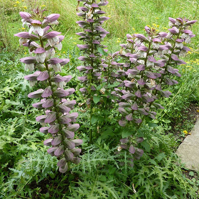 Acanthus spinosus - Bear's Breech (Flowering)