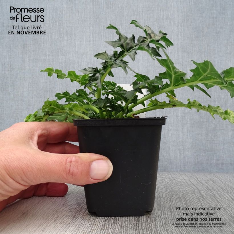 Acanthus spinosus - Bear's Breech 8/9 cm pot sample as delivered in autumn