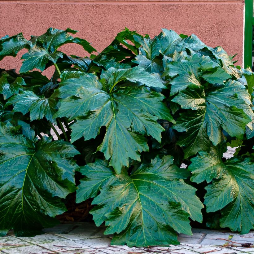 Acanthus spinosus - Bear's Breech (Foliage)