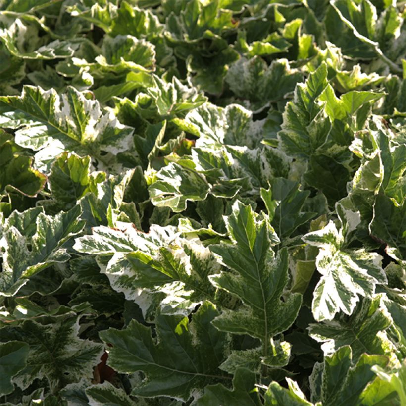 Acanthus mollis Whitewater - Bear's Breech (Foliage)