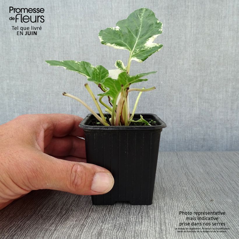 Acanthus mollis Whitewater - Bear's Breech 7/8 cm pot sample as delivered in summer