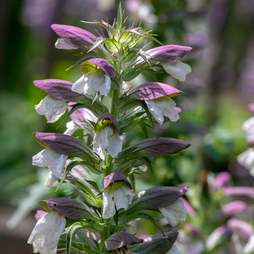 Acanthus hungaricus (Flowering)