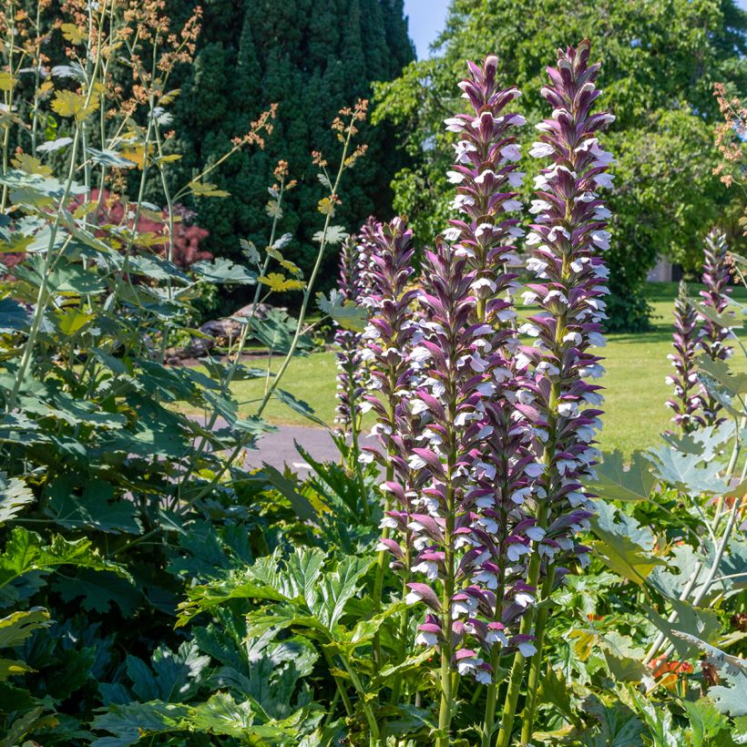 Acanthus hungaricus (Plant habit)