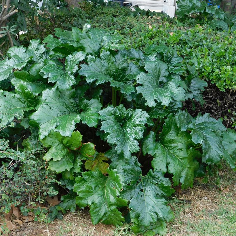 Acanthus mollis - Bear's Breech (Foliage)