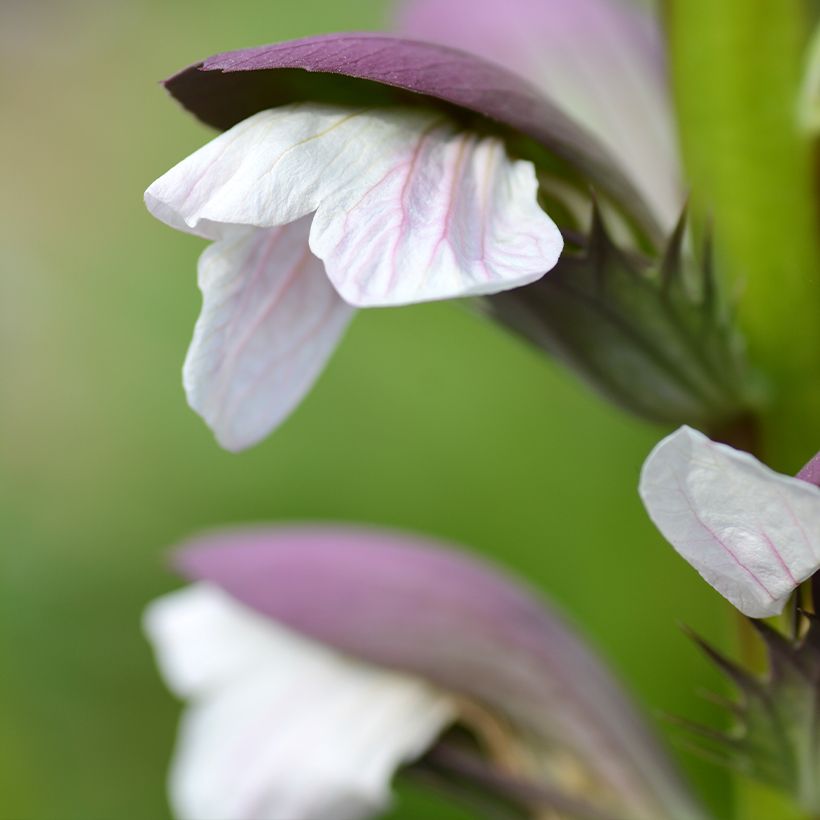 Acanthus mollis - Bear's Breech (Flowering)