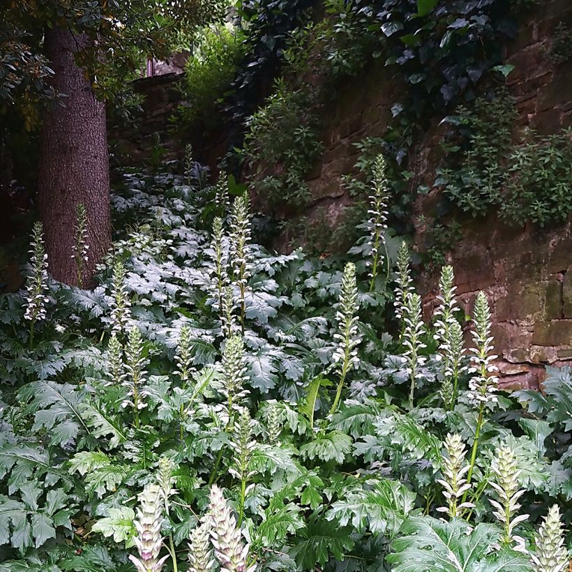 Acanthus mollis - Bear's Breech (Plant habit)