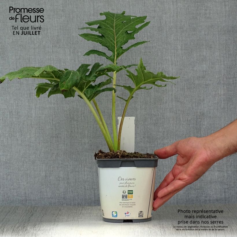 Acanthus mollis - Bear's Breech 2L/3L pot sample as delivered in summer