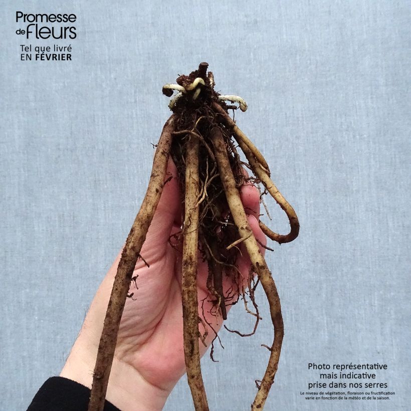 Acanthus mollis - Bear's Breech Bare root sample as delivered in winter
