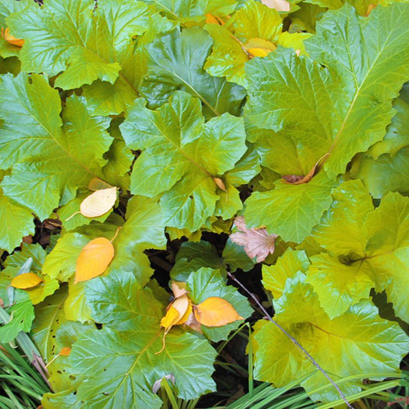 Acanthus mollis Hollards Gold - Bear's Breech (Foliage)