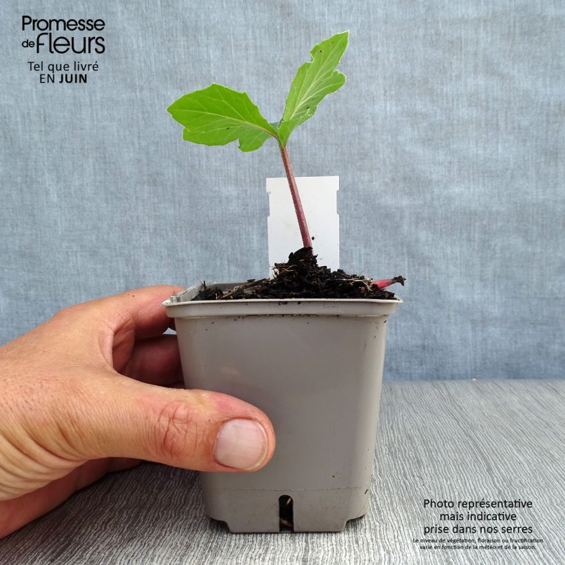 Acanthus mollis Hollards Gold - Bear's Breech 8/9 cm pot sample as delivered in summer