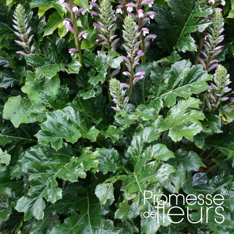 Acanthus mollis Latifolius - Bear's Breech (Foliage)