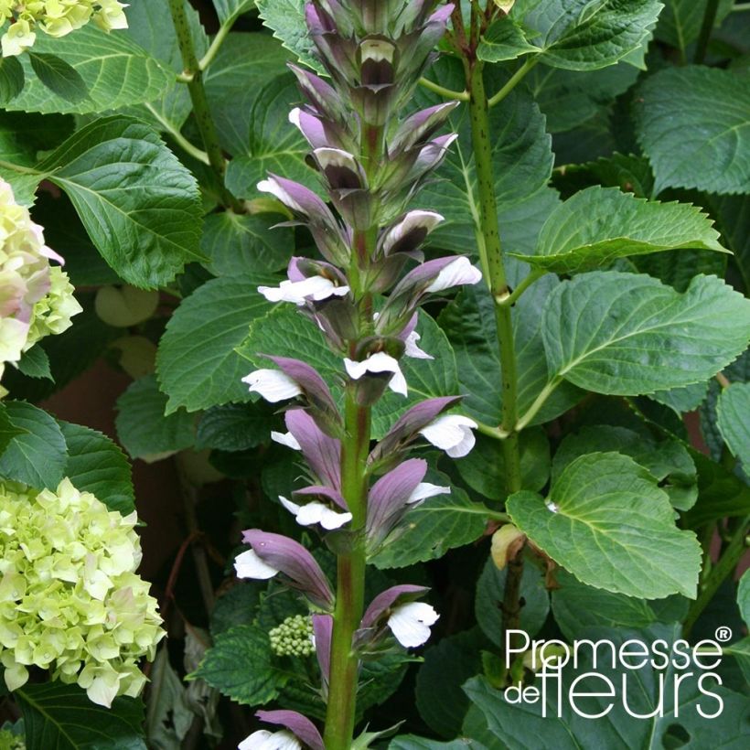 Acanthus mollis Latifolius - Bear's Breech (Flowering)