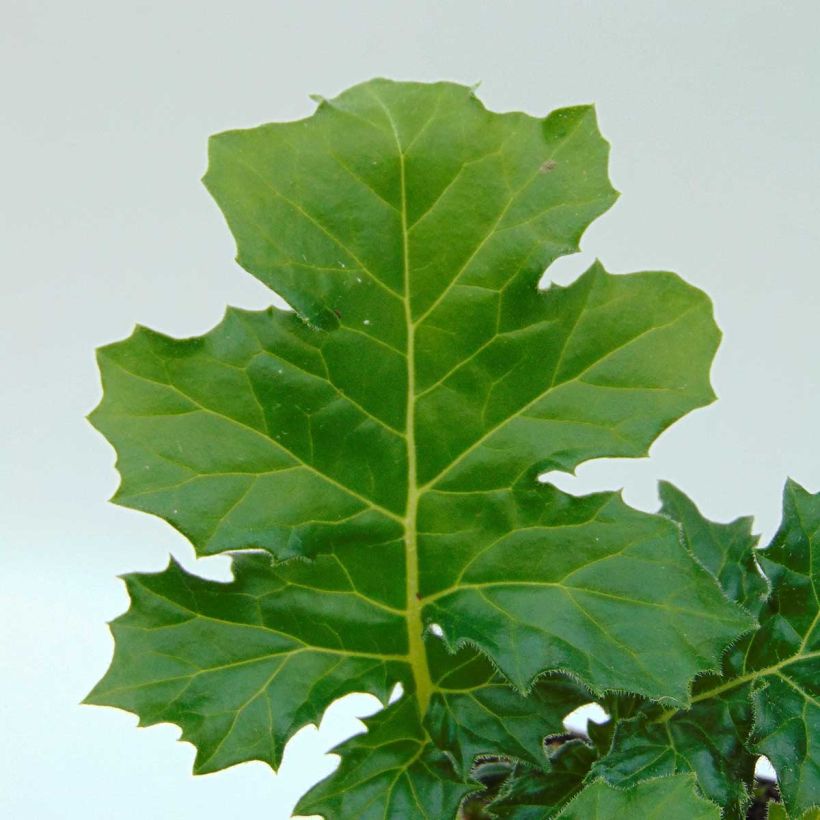 Acanthus mollis Rue Ledan - Bear's Breech (Foliage)