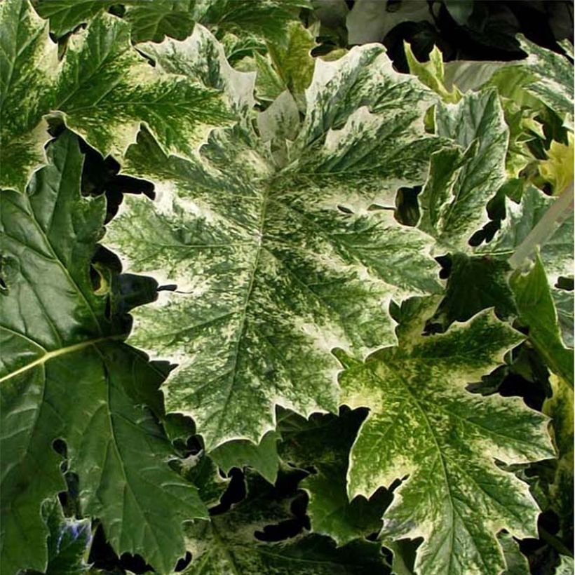 Acanthus mollis Tasmanian Angel - Bear's Breech (Foliage)