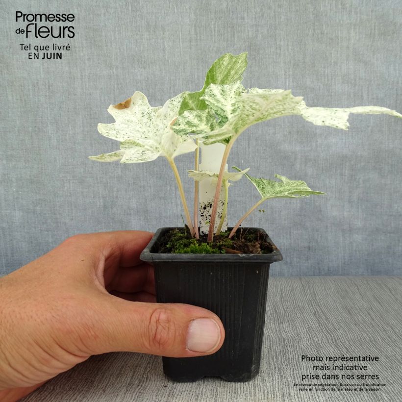 Acanthus mollis Tasmanian Angel - Bear's Breech 8/9 cm pot sample as delivered in summer