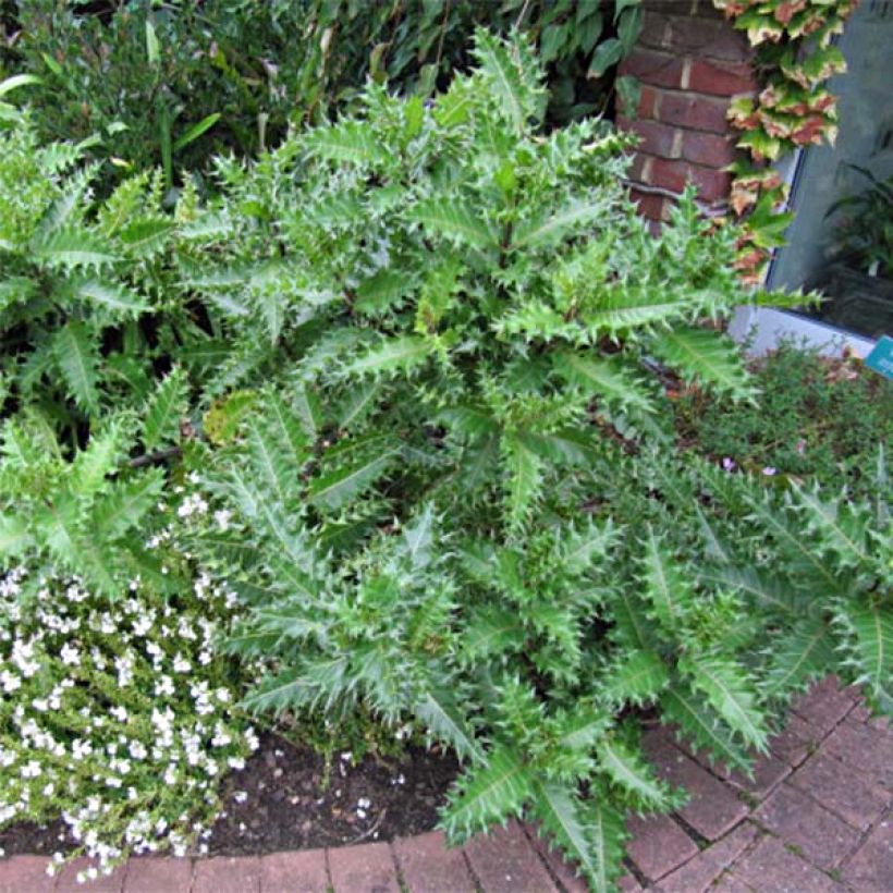 Acanthus sennii (Plant habit)