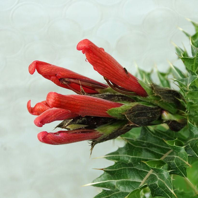 Acanthus sennii (Flowering)