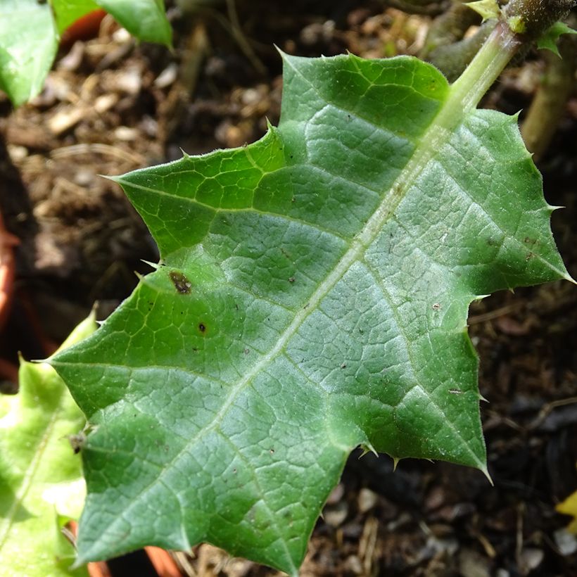 Acanthus sennii (Foliage)