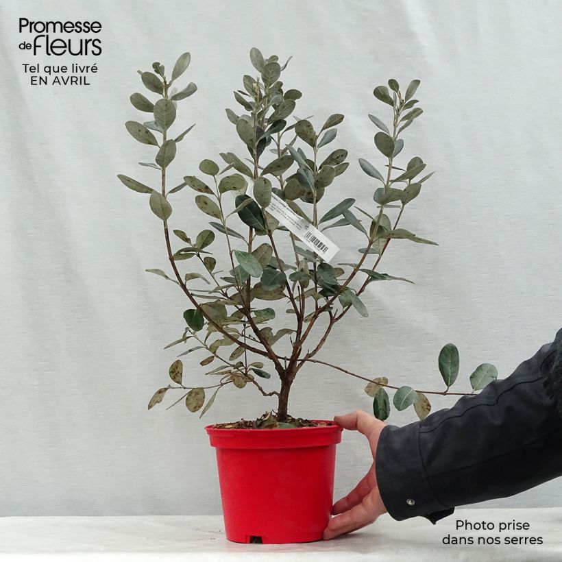 Feijoa sellowiana Coolidge 2L/3L pot sample as delivered in spring