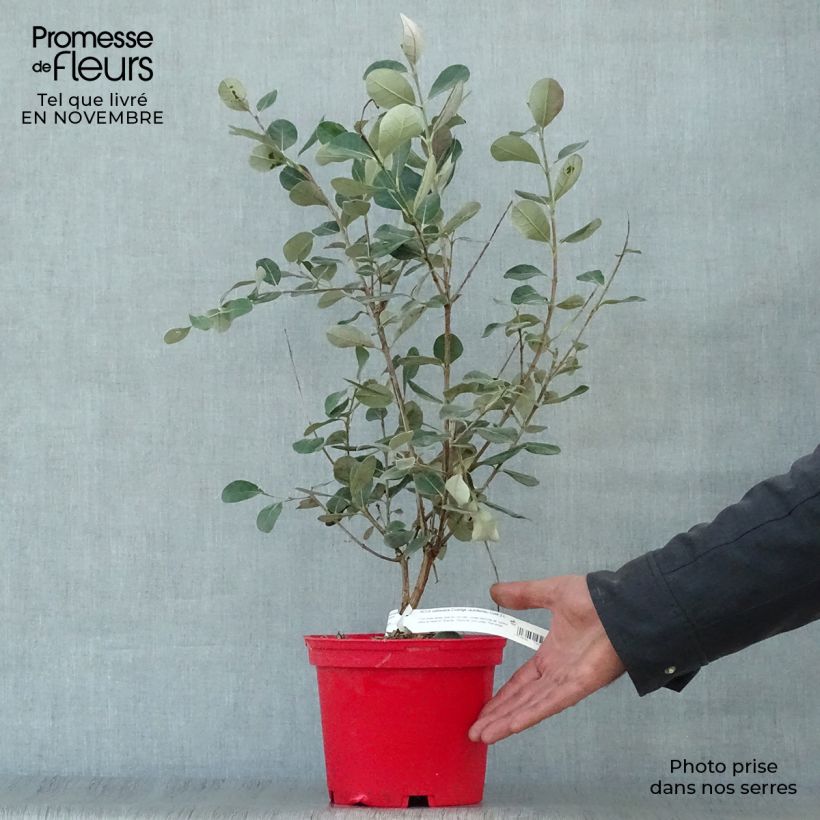 Feijoa sellowiana Coolidge 2L/3L pot sample as delivered in autumn