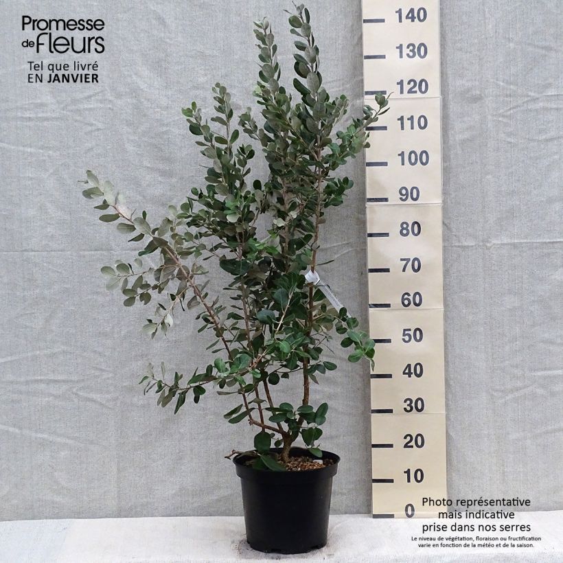 Feijoa sellowiana Coolidge 7.5L/10L pot sample as delivered in winter