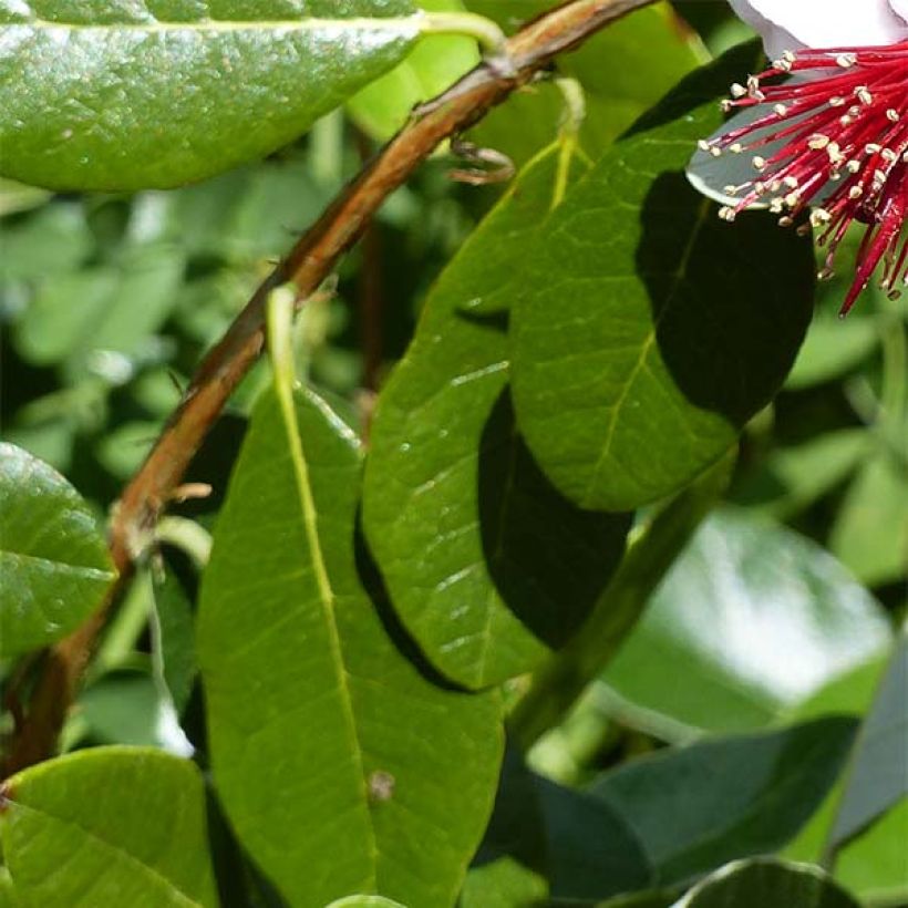 Feijoa sellowiana Coolidge (Foliage)