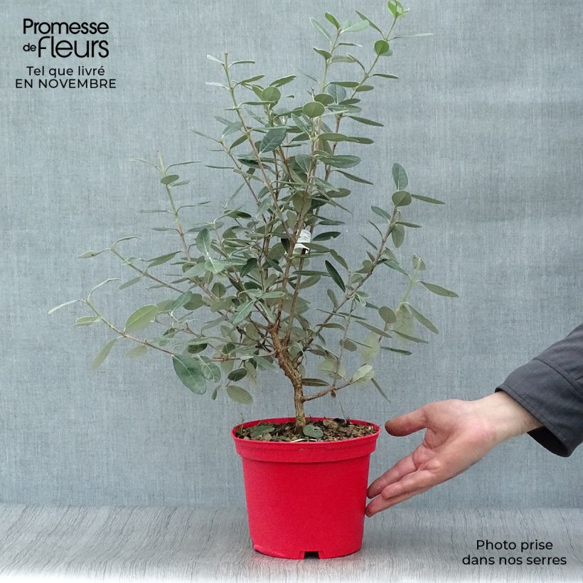Acca sellowiana Gemini 3L/4L pot sample as delivered in autumn