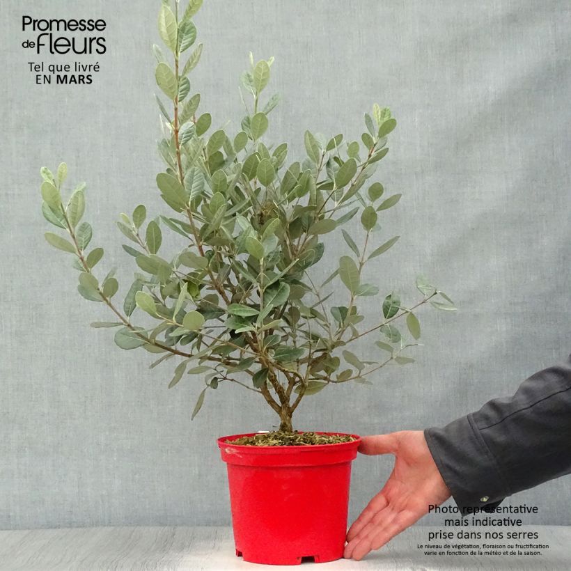 Acca sellowiana Gemini 3L/4L pot sample as delivered in spring