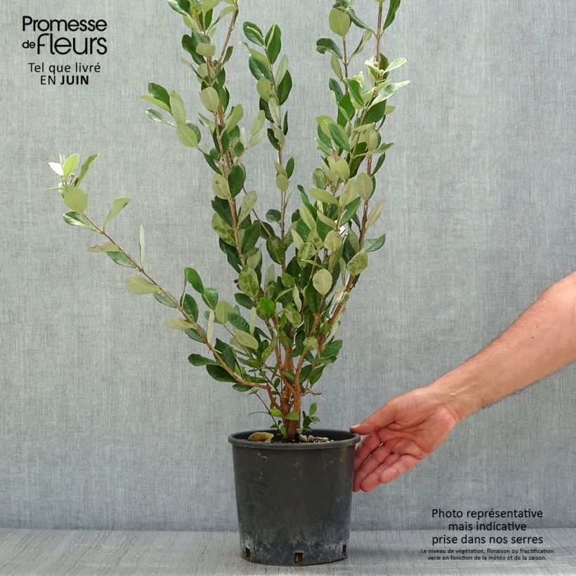 Acca sellowiana 2L/3L pot sample as delivered in summer