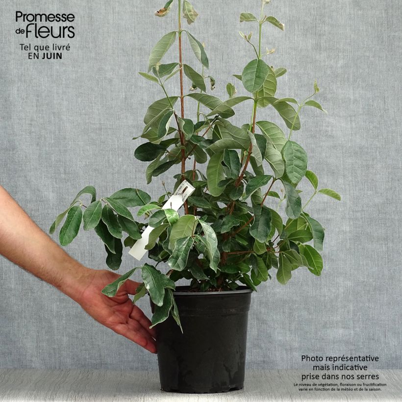 Acca sellowiana 4L/5L pot sample as delivered in summer