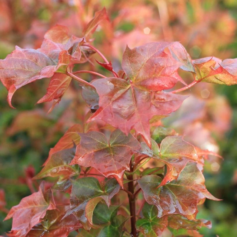 Acer Ample Surprise - Maple (Foliage)