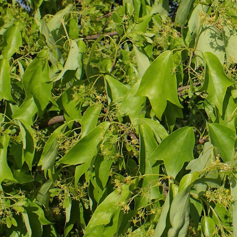 Acer buergerianum - Maple (Foliage)